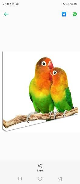 Fisher com lovebirds and Cage box 1