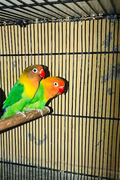 Fisher com lovebirds and Cage box 4