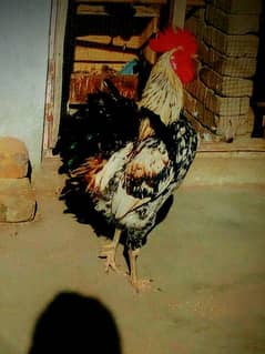 ROOSTER IS AVAILABLE