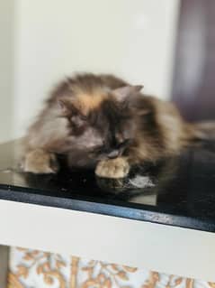 2 female cats urgent for sale in low price