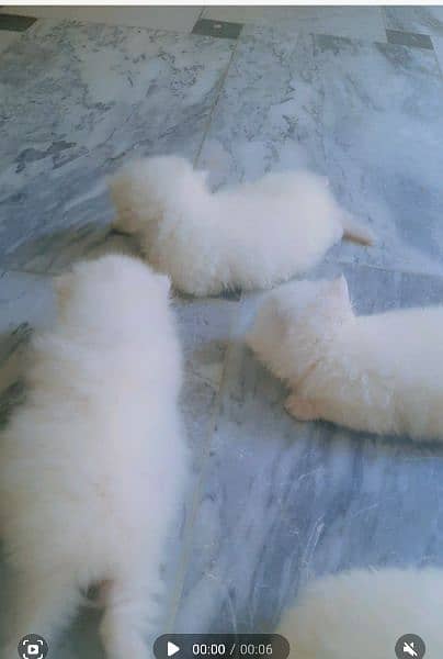 persian cat kittens available for booking 0