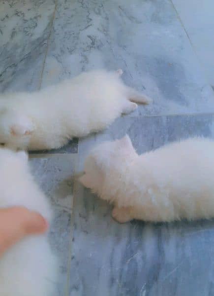 persian cat kittens available for booking 1