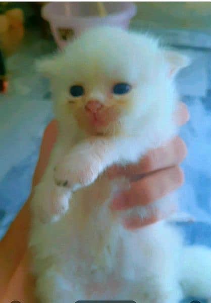 persian cat kittens available for booking 2