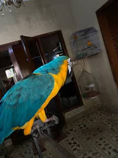 Macaw blue & gold