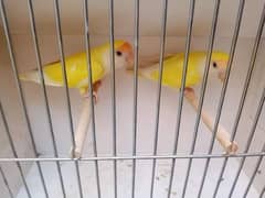 Creamino Love Birds Breeder pairs