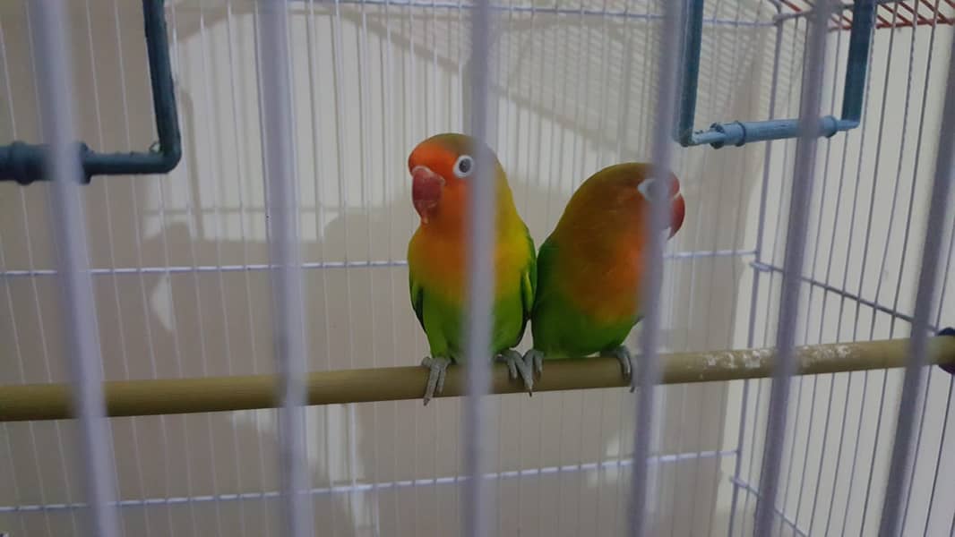 BREEDER PAIRS LOVEBIRDS JAVA DOVE AND LADY GOULDIAN 6
