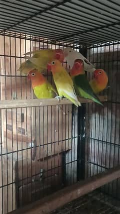 Beautiful Lovebirds Male female Available