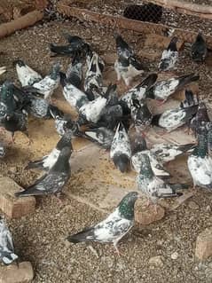 golden teddy mixed pigeons for sale 0