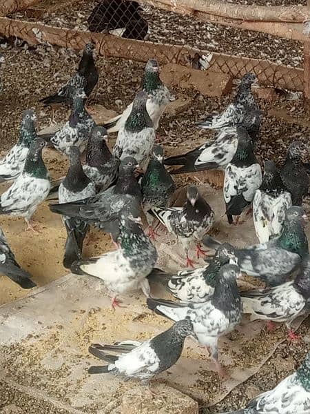 golden teddy mixed pigeons for sale 1