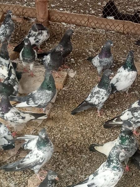 golden teddy mixed pigeons for sale 2