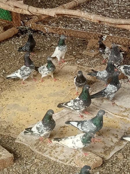 golden teddy mixed pigeons for sale 3