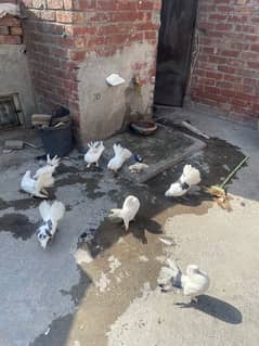 Lucky pigeons per pair 2200 ka WhatsApp 0313-4098531