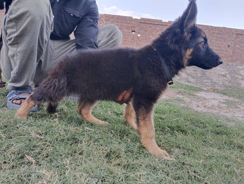 German Shepherd female puppy for sell. 0