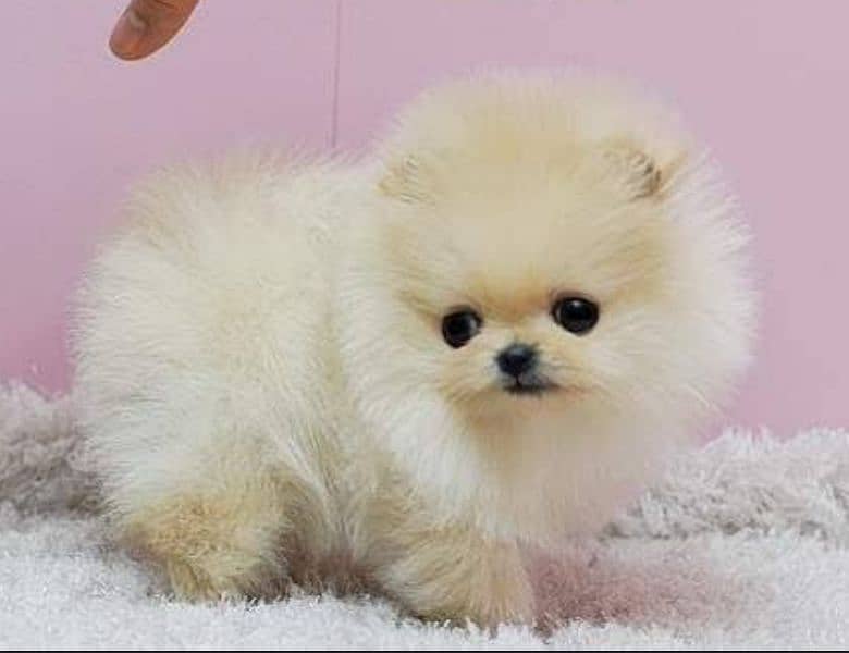 Pomeranian puppy 0