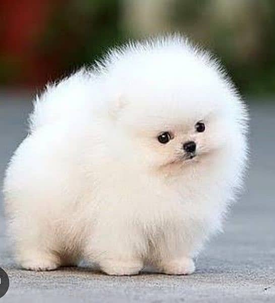 Pomeranian puppy 1