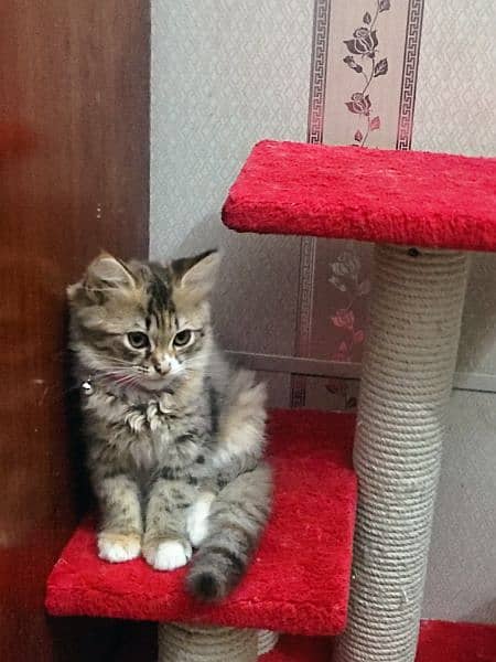 2.5 months old Persian kittens each 8,000 1