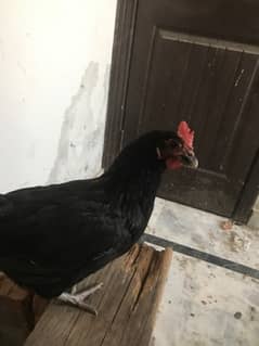 hens for sale