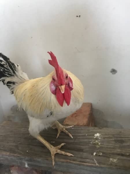 hens for sale 3