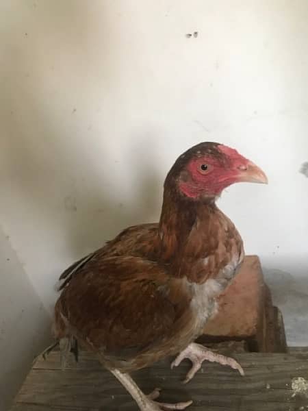 hens for sale 5