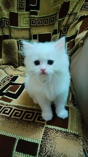 persian cat 0