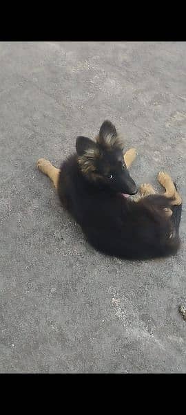 German Shepherd puppies available for sale 7