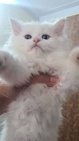 Kitten Male 
Odd eyes 1