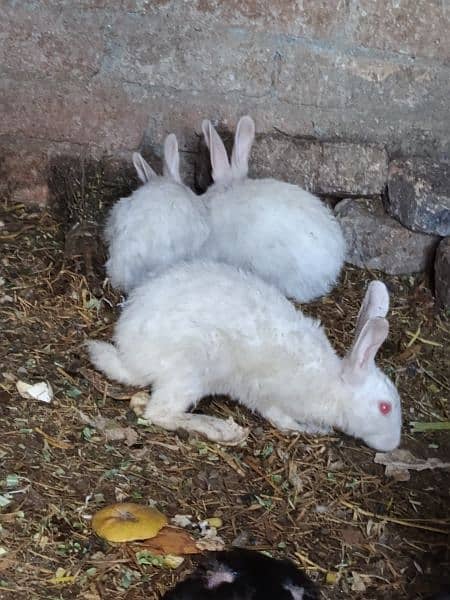 bunnies or adult 6