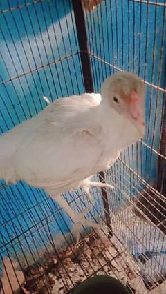 pure  white heera aseel chicks 5 for sale age 10 day's and rate 7500