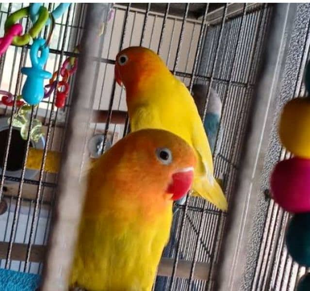 Love Birds parrots Latino 2
