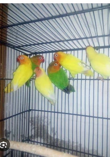 Love Birds parrots Latino 3