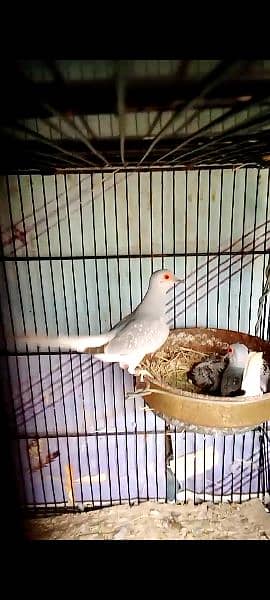 dove breeder pair 2