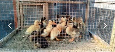 Duck Chicks Available Rs. 600 per Pair