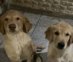 Golden retriever puppy for sale (4 months, fully vaccinated)