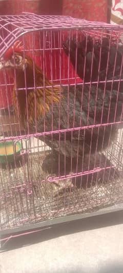 golden hen sale with cage 0