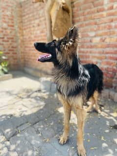 German Shepherd | puppies | long Coat dog | Dog For Sale | GSD
