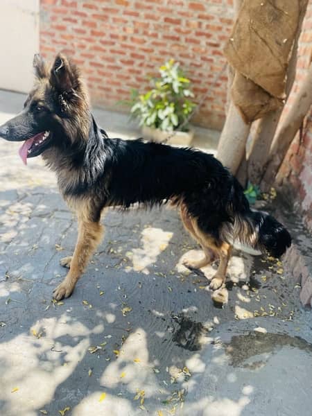 German Shepherd | puppies | long Coat dog | Dog For Sale | GSD 1