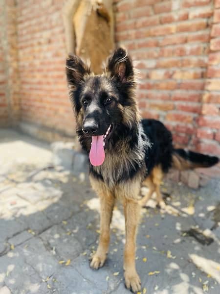 German Shepherd | puppies | long Coat dog | Dog For Sale | GSD 2