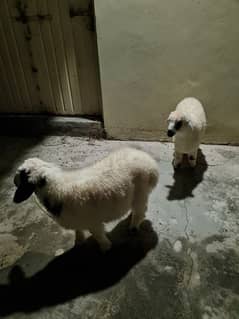 2 male sheep lambs 0