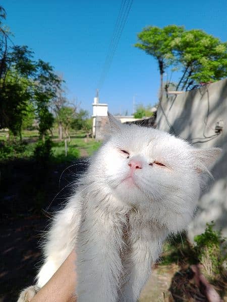 Persian cat 2
