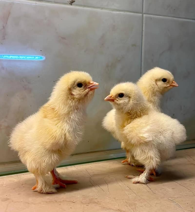 Rare Ayam Cemani Chicks - All Black Beauties  0\3\0\4\6\9\0\9\6\08 4