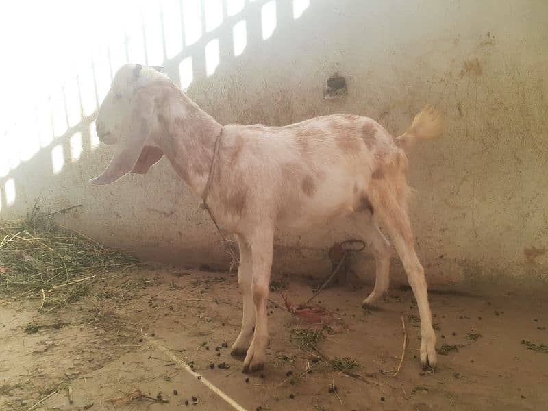 4 Desi Goats for sale 7