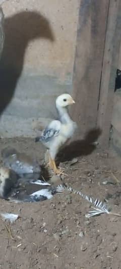 shamo chick for sale