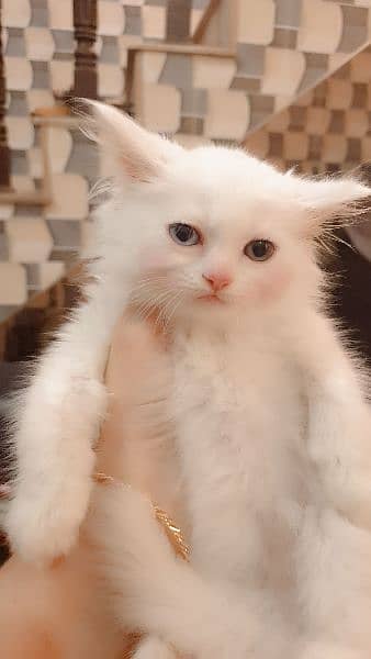 Persian cat / Kitten / Triple cort / cat for sale 13