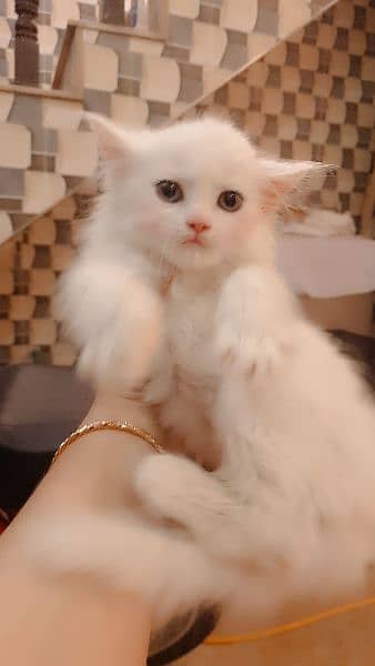 Persian cat / Kitten / Triple cort / cat for sale 14
