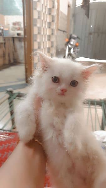 Persian cat / Kitten / Triple cort / cat for sale 15