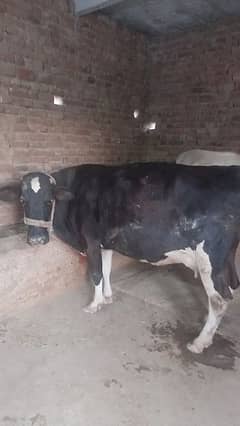 cow for sale with calf