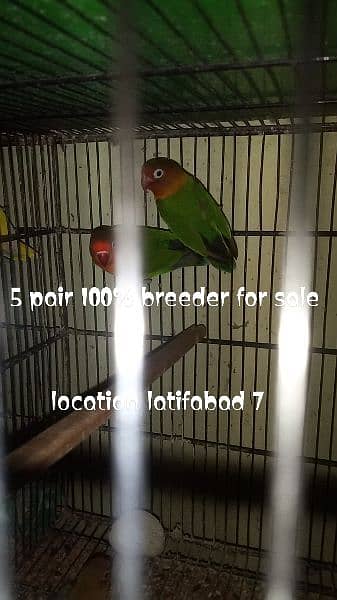 All breeder pairs forsale. 3