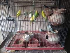 Australian Beautiful parrots With Cage Cheap price (0310-7813727)