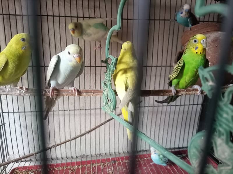 Australian Beautiful parrots With Cage Cheap price (0310-7813727) 1