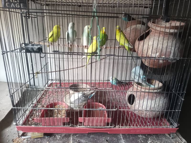 Australian Beautiful parrots With Cage Cheap price (0310-7813727) 2